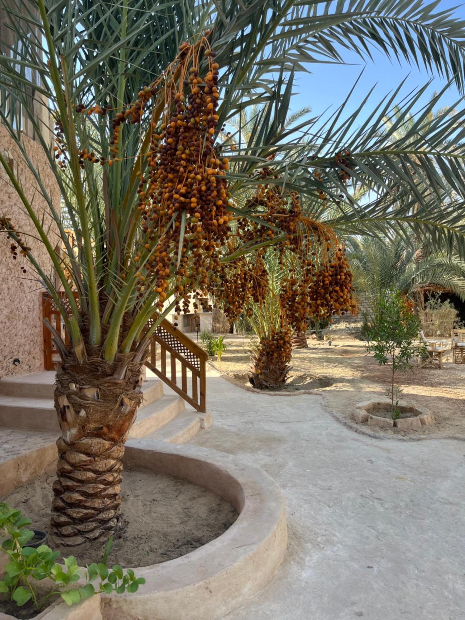Апартаменты Siwa Spot Siwa Oasis Экстерьер фото